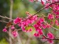 Close up shot of cherry flower blossom in Lou Lim Ioc Garden