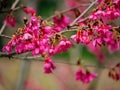 Close up shot of cherry flower blossom in Lou Lim Ioc Garden