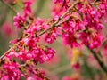 Close up shot of cherry flower blossom in Lou Lim Ioc Garden