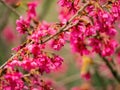 Close up shot of cherry flower blossom in Lou Lim Ioc Garden