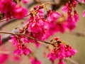 Close up shot of cherry flower blossom in Lou Lim Ioc Garden