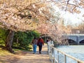 Close up shot of cherry tree blossom