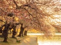 Close up shot of cherry tree blossom Royalty Free Stock Photo