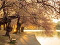 Close up shot of cherry tree blossom Royalty Free Stock Photo