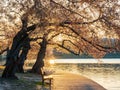 Close up shot of cherry tree blossom Royalty Free Stock Photo