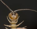 Closeup shot of centipede or Lithobius forficatus .