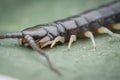 Closeup shot of centipede or Lithobius forficatus .
