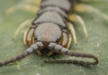 Closeup shot of centipede or Lithobius forficatus .