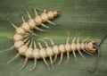 Closeup shot of centipede or Lithobius forficatus .