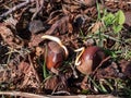Close-up shot of chestnut seedlings or sprouts. Small white root emerging from a chestnut in a lawn on ground in spring