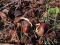 Close-up shot of chestnut seedlings or sprouts. Small white root emerging from a chestnut in a lawn on ground in spring Royalty Free Stock Photo