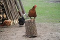 Close-up shot of a chicken standing on a cut tree log with a background of other chickens