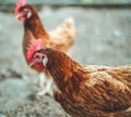 Close up shot of chickens on the farm.