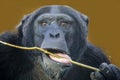 close up shot of Chimpanzee Pan troglodytes Royalty Free Stock Photo