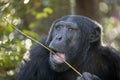 close up shot of Chimpanzee Pan troglodytes Royalty Free Stock Photo