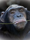 close up shot of chimpanzee Pan troglodytes Royalty Free Stock Photo