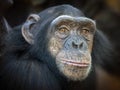 close up shot of chimpanzee Pan troglodytes Royalty Free Stock Photo