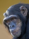 close up shot of chimpanzee Pan troglodytes Royalty Free Stock Photo