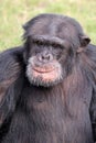 close up shot of chimpanzee Pan troglodytes Royalty Free Stock Photo