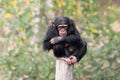 close up shot of chimpanzee Pan troglodytes Royalty Free Stock Photo