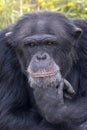 close up shot of Chimpanzee Pan troglodytes Royalty Free Stock Photo