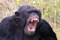 close up shot of Chimpanzee Pan troglodytes Royalty Free Stock Photo