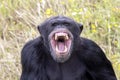 Close up shot of Chimpanzee Pan troglodytes Royalty Free Stock Photo