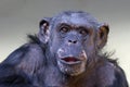 close up shot of Chimpanzee Pan troglodytes Royalty Free Stock Photo