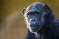 close up shot of Chimpanzee Pan troglodytes Royalty Free Stock Photo