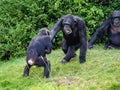 Close-up shot of chimpanzees in a wild nature