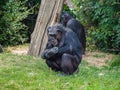 Close-up shot of chimpanzees in a wild nature
