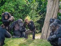 Close-up shot of chimpanzees in a wild nature