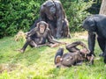 Close-up shot of chimpanzees in a wild nature