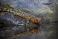 Close-up shot of Chinese crocodile lizard near water Royalty Free Stock Photo