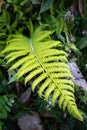 A close up shot of Christella normalis, synonym Thelypteris kunthii, sometimes known as Kunth`s maiden fern or southern shield Royalty Free Stock Photo