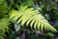 A close up shot of Christella normalis, synonym Thelypteris kunthii, sometimes known as Kunth`s maiden fern or southern shield Royalty Free Stock Photo