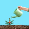 Close-up shot of Christmas fir twig with one ornament and a hand with a watering can. Royalty Free Stock Photo