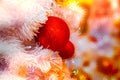 Close-up shot of Christmastide decoration with red balls and white fir tree on golden lighting bokeh background.