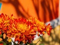 Close up shot of Chrysanthemum flower blossom in Lou Lim Ioc Garden