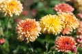 Close-up shot of Chrysanthemum flowers Royalty Free Stock Photo