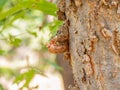 Close up shot of Cicada Shell Royalty Free Stock Photo