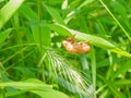 Close up shot of Cicada Shell Royalty Free Stock Photo