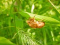 Close up shot of Cicada Shell Royalty Free Stock Photo