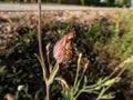 Cinnamon bug or black and red squash bug (Corizus hyoscyami) on a flower bud in summer Royalty Free Stock Photo