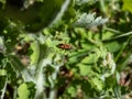 Cinnamon bug or black and red squash bug (Corizus hyoscyami) on a green leaf in summer Royalty Free Stock Photo