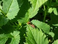 Cinnamon bug or black and red squash bug (Corizus hyoscyami) on a green leaf in summer Royalty Free Stock Photo