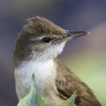 Close-up shot of Clamorous Reed Wabbler, Acrocephalus stentoreus