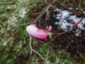 Close up shot of closed magnolia tree bud starting to open with pink petals in early spring Royalty Free Stock Photo