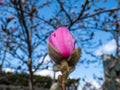 Close up shot of closed magnolia tree bud starting to open with pink petals in early spring Royalty Free Stock Photo
