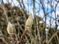 Close up shot of closed magnolia tree buds in early spring